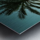 Tall Palms Metal print