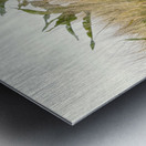 Wheat Shooting Upward Metal print