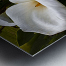 Calla Lily Purity Metal print