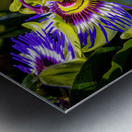 Passion Flower Passiflora  Metal print