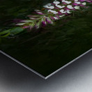 Bear Breeches Acanthus Spinosus Metal print