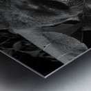 Ragnar of Bwindi Metal print