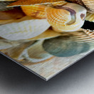 Beachcombing Shells Metal print