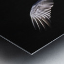 Brown Pelican Hallelujah Metal print