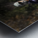 Red Tailed Hawk Falconry Demonstration Metal print