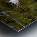 Florida Park White Heron Take Off Metal print