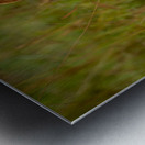 Lion Vogue Metal print