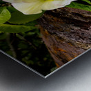 Lynchburg Old City Cemetery Lenten Rose Metal print