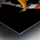 Colorful Japanese Koi Vertical Metal print