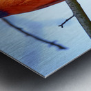 Cardinal Metal print