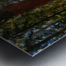 Ancient Grandeur: Gazing Upon the Splendor of General Sherman Metal print