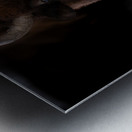 Where I Roam Metal print