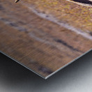 Pronghorn Couple Metal print