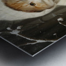 Ginger Kitten in Snow Metal print