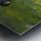 Dolomite Happy Cow Metal print