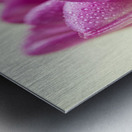 Pink Tulip Flower With Waterdroplets Metal print