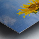 Sunflowers Overlooking Wheat Fields P7270085 Metal print