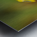 Open Yellow IIDaffodile with Morning Dew II Metal print