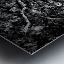 Frankfurt Sycamore Tunnel Black and White Metal print