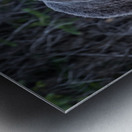 One Huge Momma  Metal print