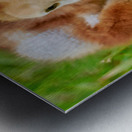 Sandhill Crane Gets the Worm Metal print