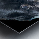 Ash Without Background Metal print