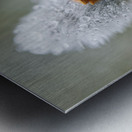 Pussy Willow Branch With Raindrops Metal print