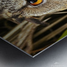 Owl Metal print