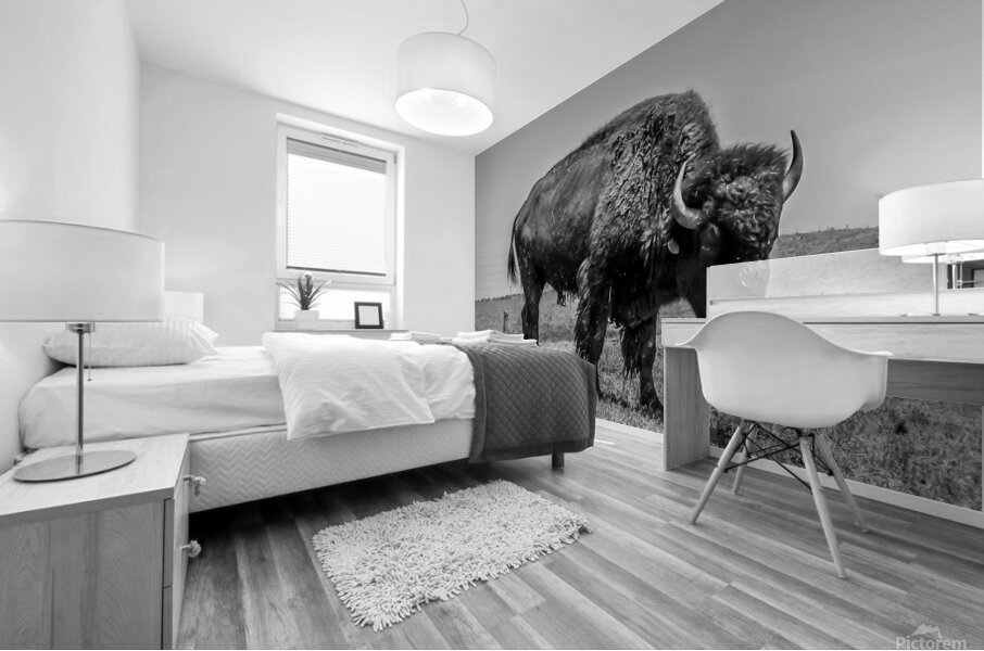 Lone Bison  Mural print