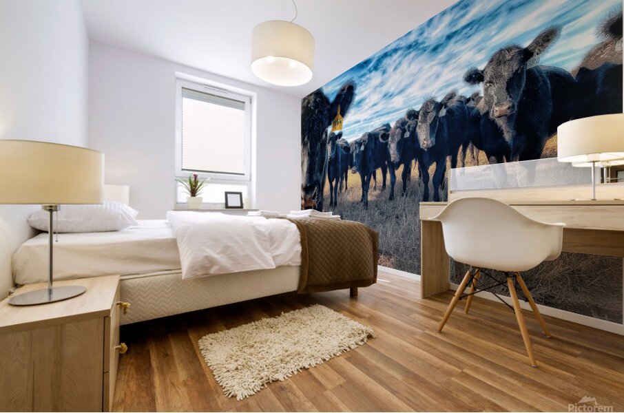 Curious Angus Mural print