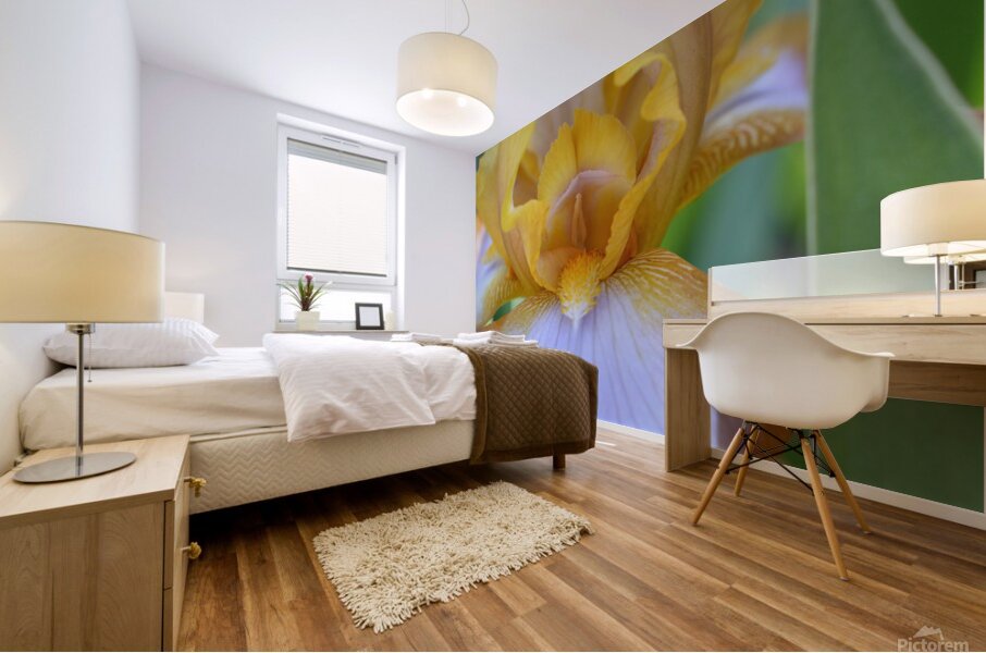 Orange Iris Mural print