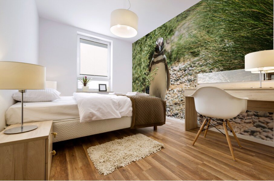 Single male magellanic penguin in plants in Punta Tombo Mural print