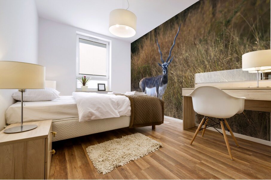 Blackbuck  Mural print