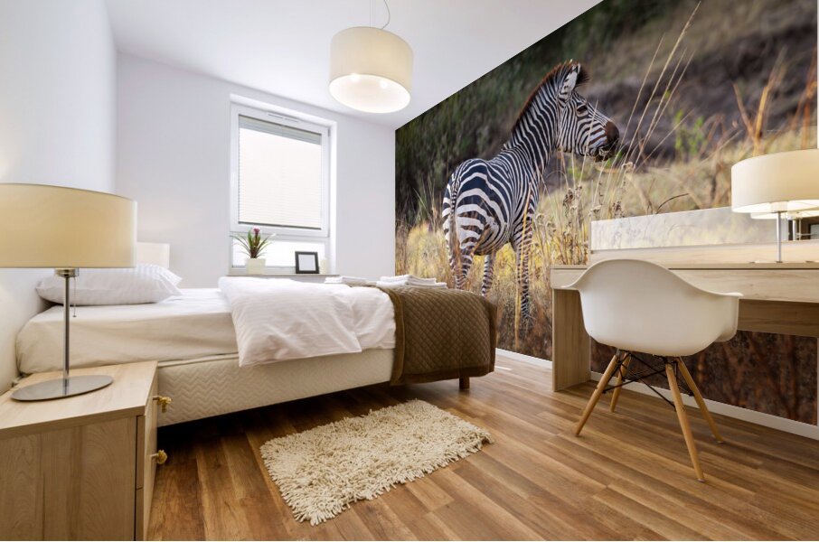 African zebra in the tall grass  Mural print