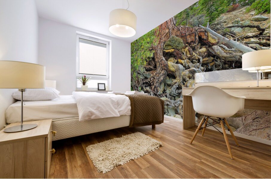 Lake Tahoe Gnarled  Root Tangle Mural print