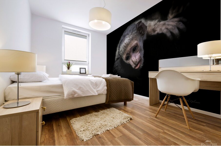 11451 Guereza Monkey New born  Mural print