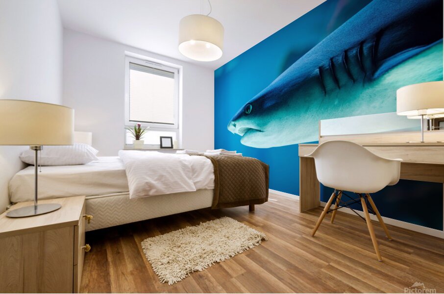 grey reef shark 7744765 Mural print
