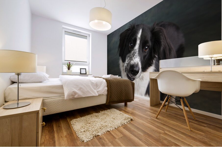 Studio shot of Border Collie 208259 Mural print