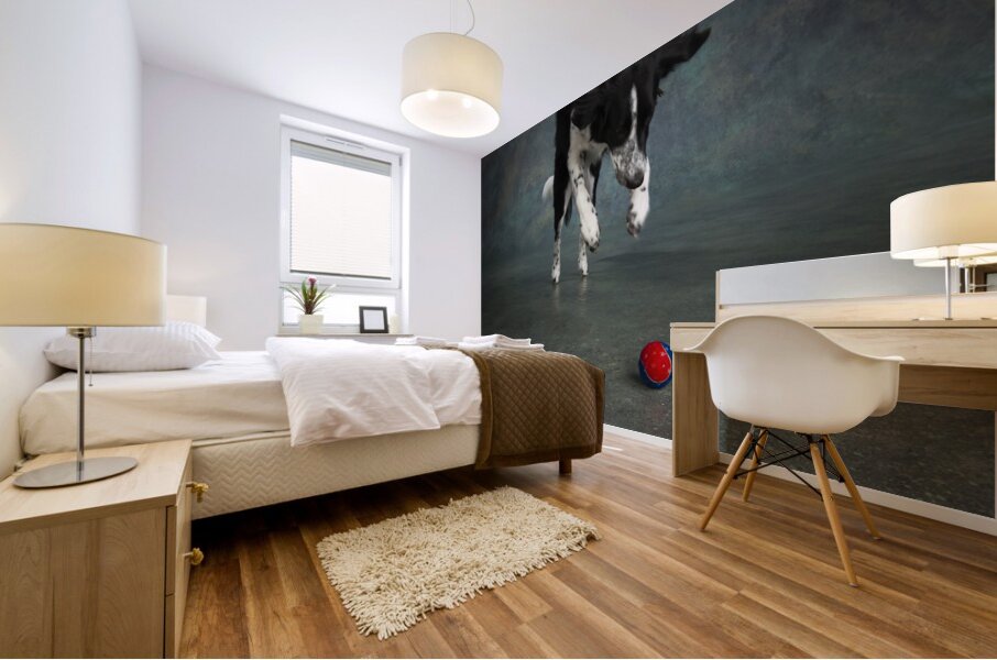 Studio shot of Border Collie jumping 208268 Mural print