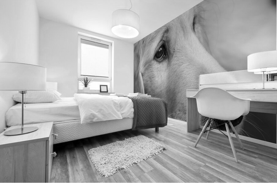 Close-up of Golden Retriever puppy 208382 Mural print