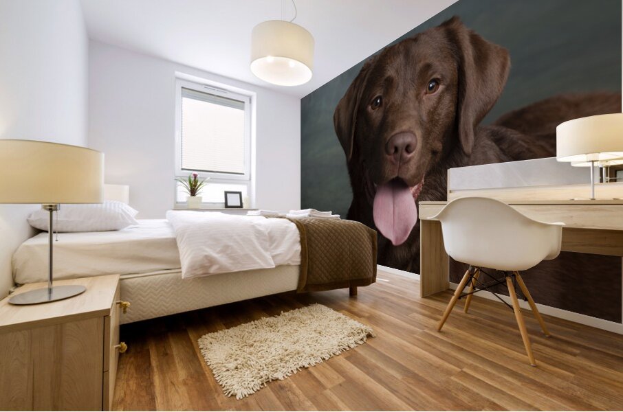 Portrait of Chocolate Labrador sticking out tongue 209001 Mural print