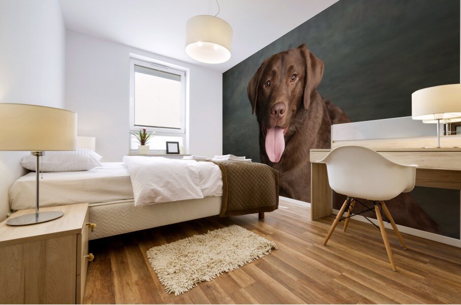Portrait of Chocolate Labrador sticking out tongue 209009 Mural print