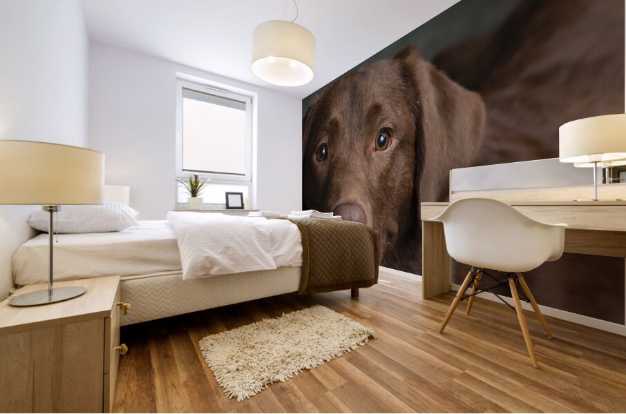Portrait of Chocolate Labrador 208998 Mural print