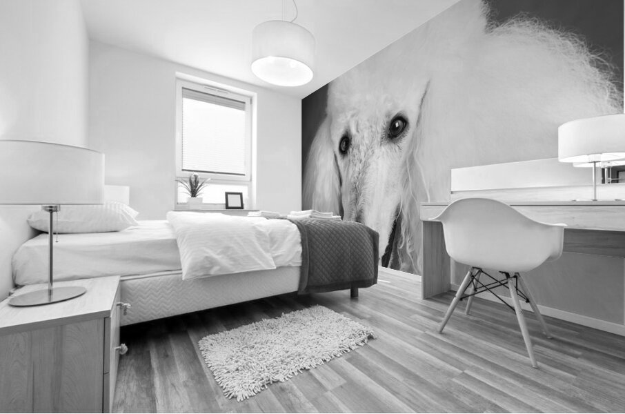 Portrait of Poodle 212879 Mural print