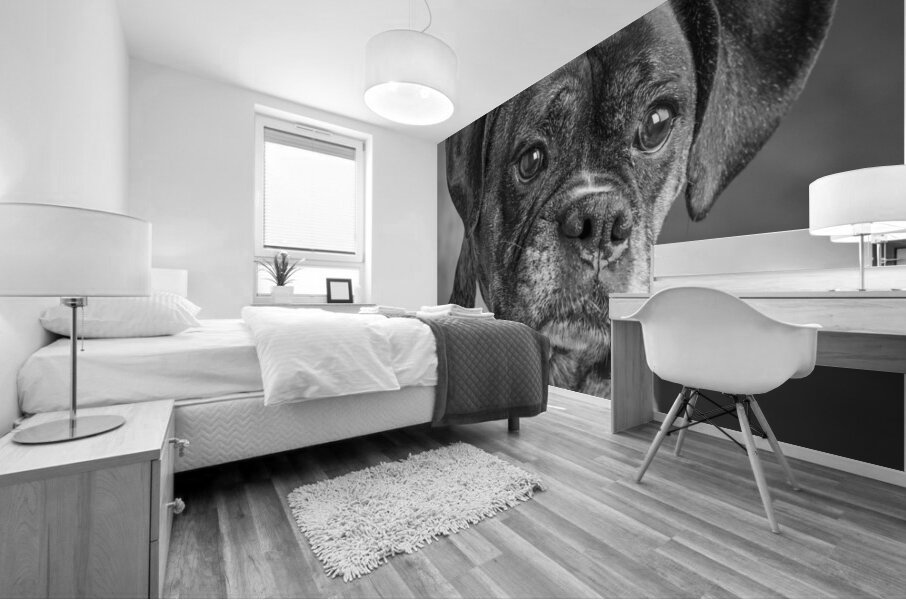 Studio portrait of boxer dog 213166 Mural print