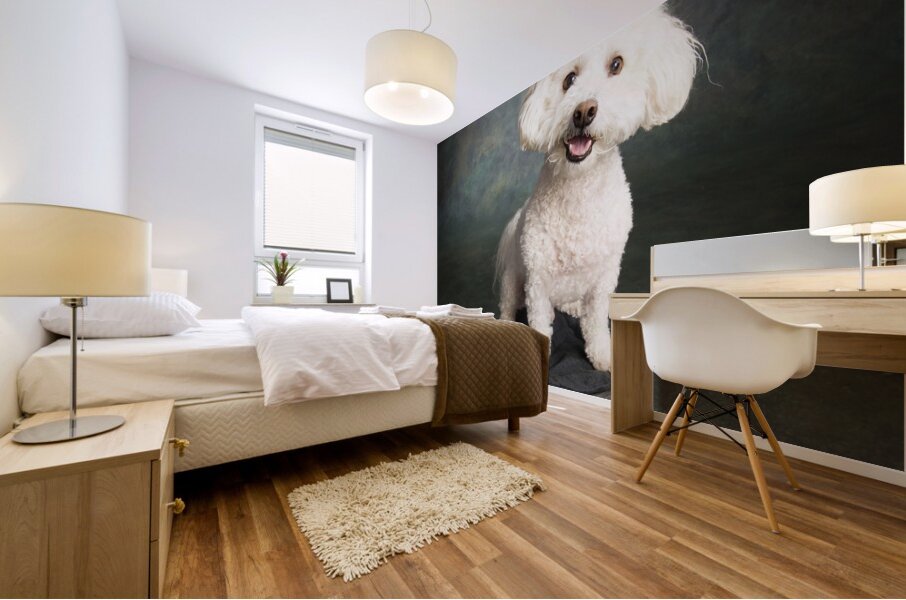 Studio portrait of Bichon Frise Poodle mix dog 213285 Mural print