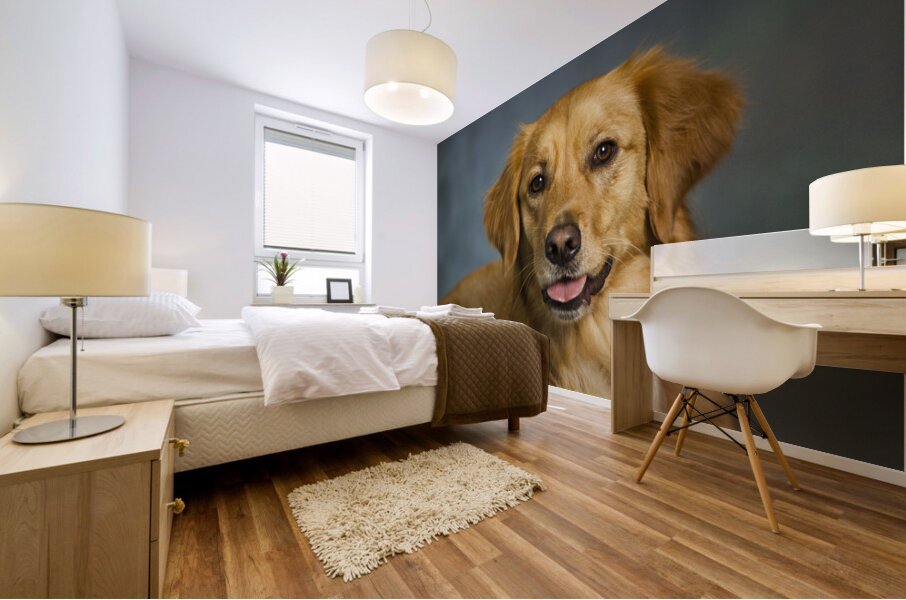 Portrait of Golden Retriever 213048 Mural print