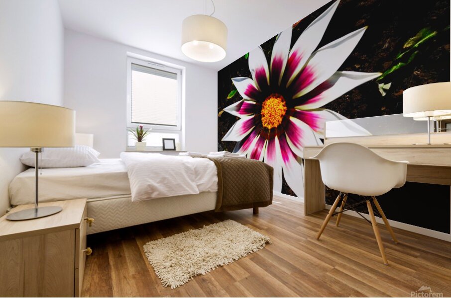 The gazania flower Mural print