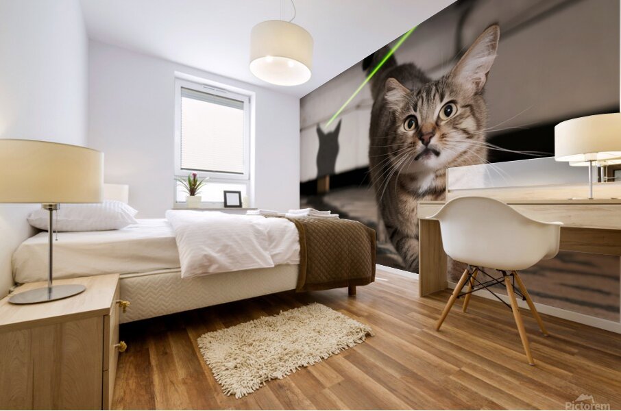 A cat chasing after a laser pointer beam looking utterly confused. Mural print
