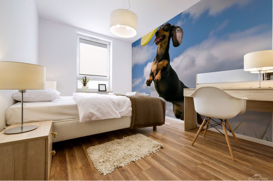 Fetching fun: A Dachshund jumping to catch a frisbee in mid-air. Mural print